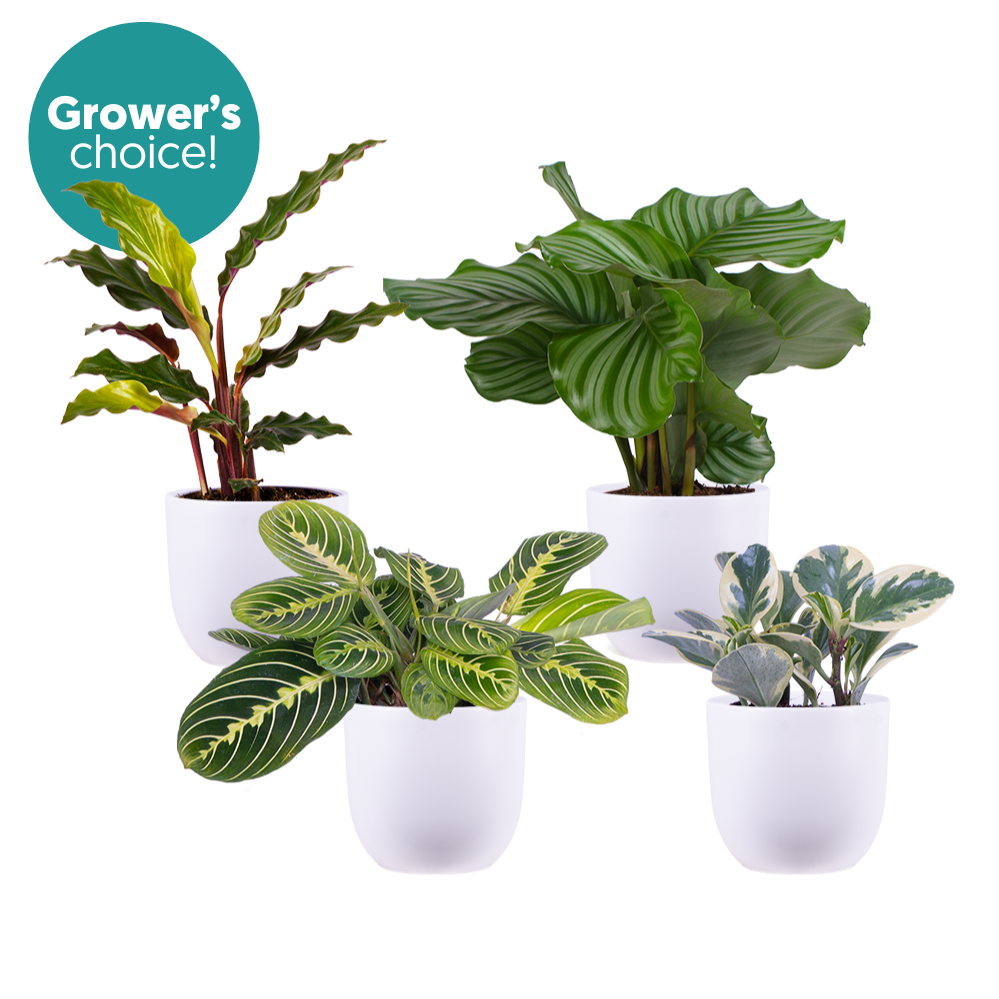 Pet Friendly Pack (White Pots)