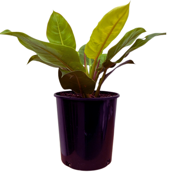 Philodendron Moonlight (L)