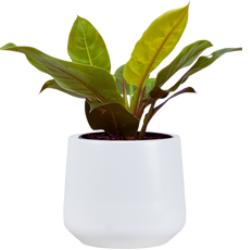 Philodendron Moonlight (L)