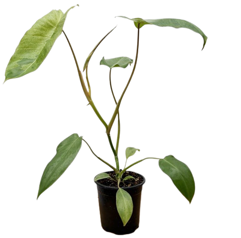 Philodendron Paradiso Verde (S)