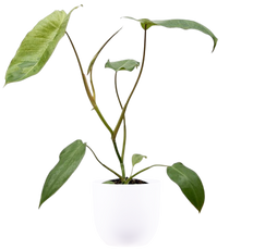 Philodendron Paradiso Verde (S)