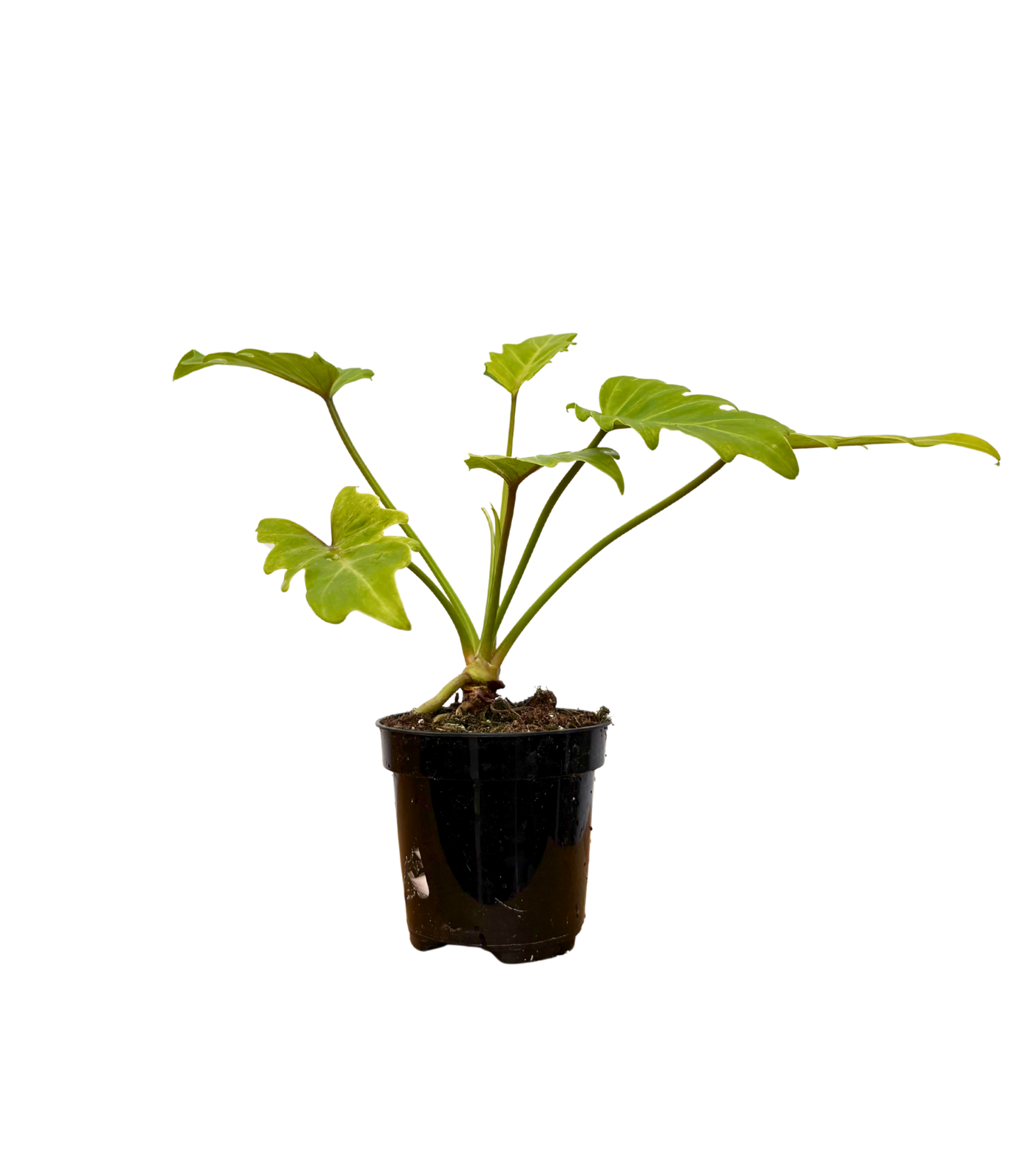 Philodendron Xanadu Golden (S)