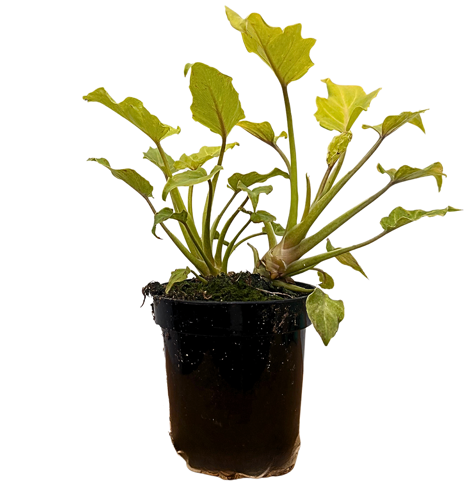Philodendron Xanadu Golden (S)