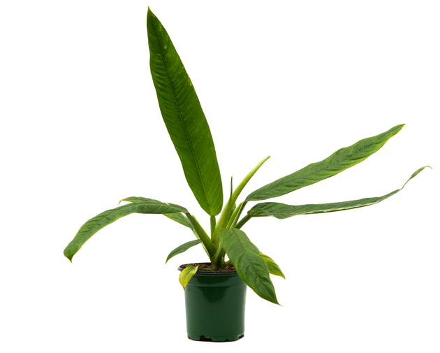 philodendron campii care Philodendron Painted Lady | 4" Pot | Easy Care Houseplant