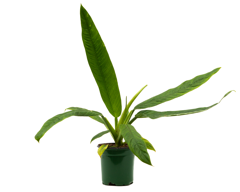 Philodendron Campii Lynette (S)
