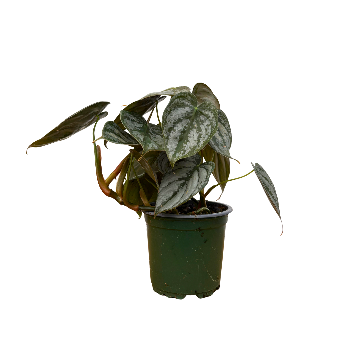 Philodendron Brandtiantum (S)