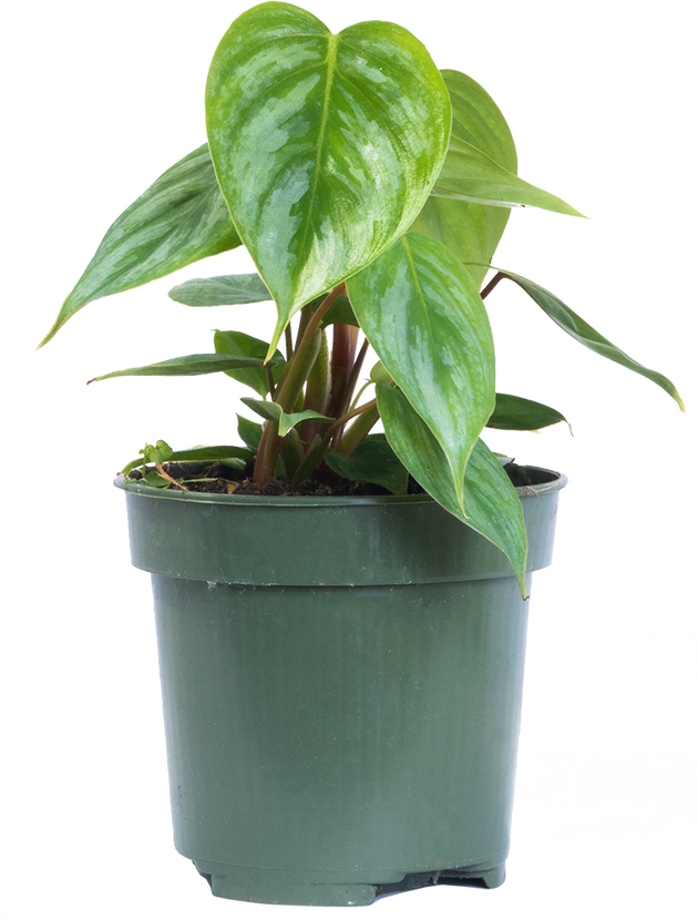 Philodendron Sodiroi | 4