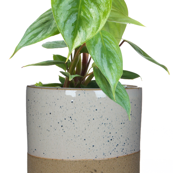 planted produkte kaufen planted.steak – Planted Foods CH main image 1