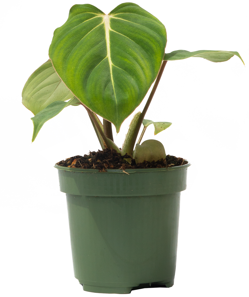 モンステラ・ポトス Philodendron gloriosum 'Radiante' 4