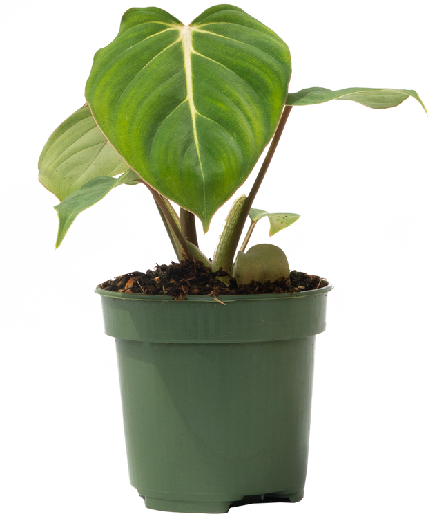 Philodendron Gloriosum | 4" Pot | Easy Care Houseplant | Plantsome
