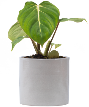 philodendron gloriosum buy europe Philodendron Gloriosum | 4" Pot | Easy Care Houseplant