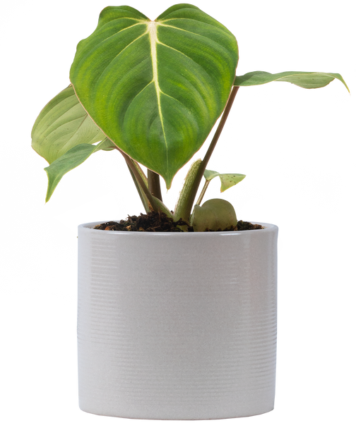 philodendron gloriosum nl Philodendron Gloriosum | 4" Pot | Easy Care Houseplant