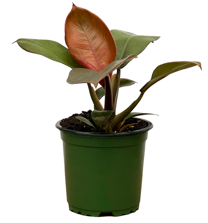 Philodendron Imperial Red (S)