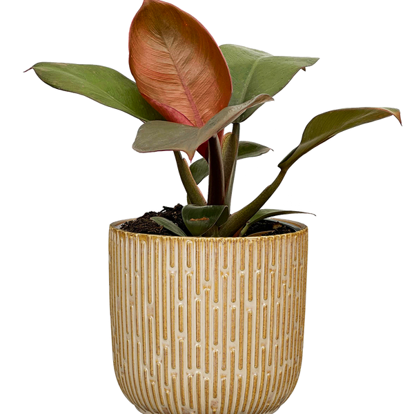 philodendron imperial red wikipedia Philodendron Imperial Red | 4" Pot | Easy Care Houseplant