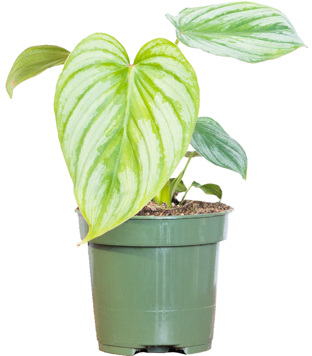 philodendron sodiroi vs silver cloud Philodendron Silver Cloud | 4" Pot | Easy Care Houseplant