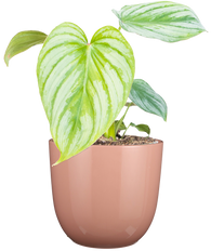 Philodendron Mamei | Silver Cloud (S)