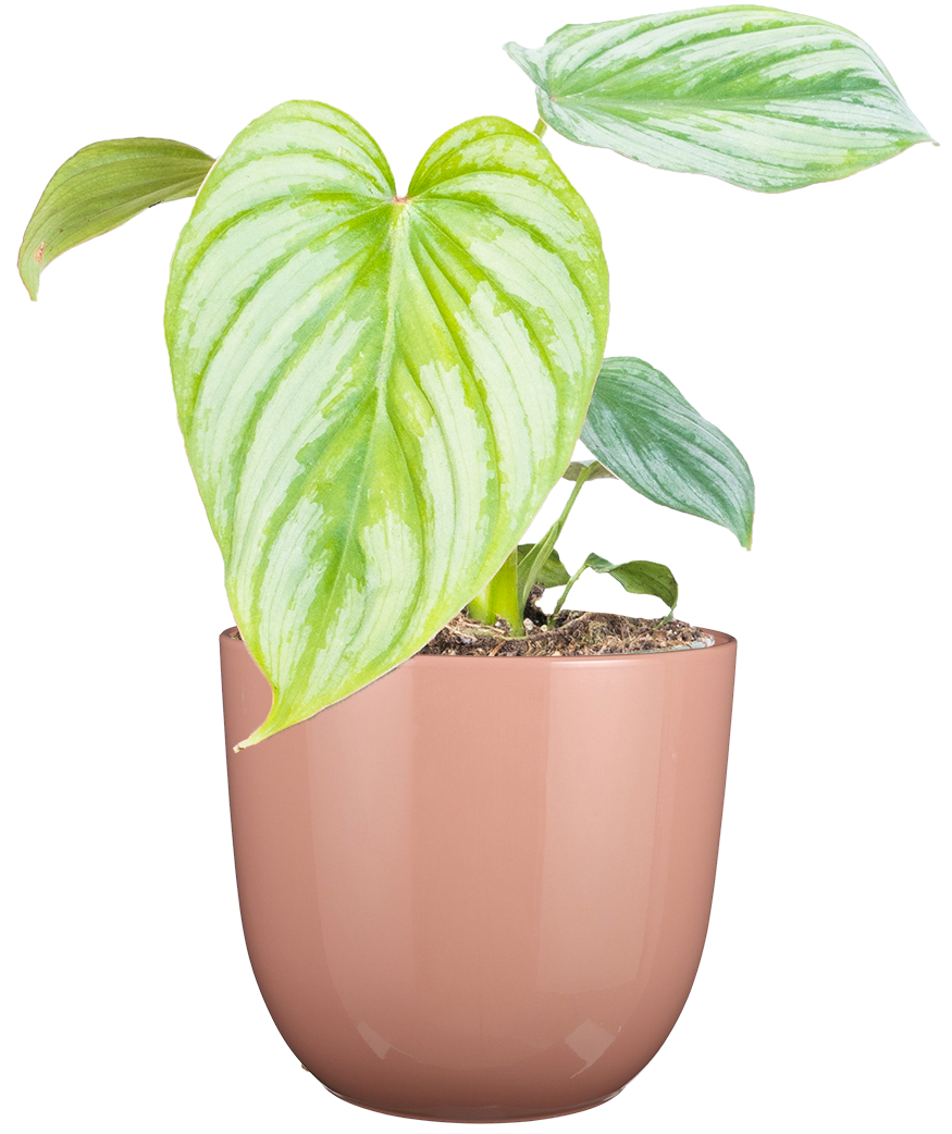 philodendron sodiroi vs silver cloud Philodendron Silver Cloud | 4" Pot | Easy Care Houseplant