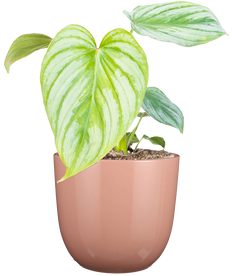Philodendron Mamei | Silver Cloud (S)