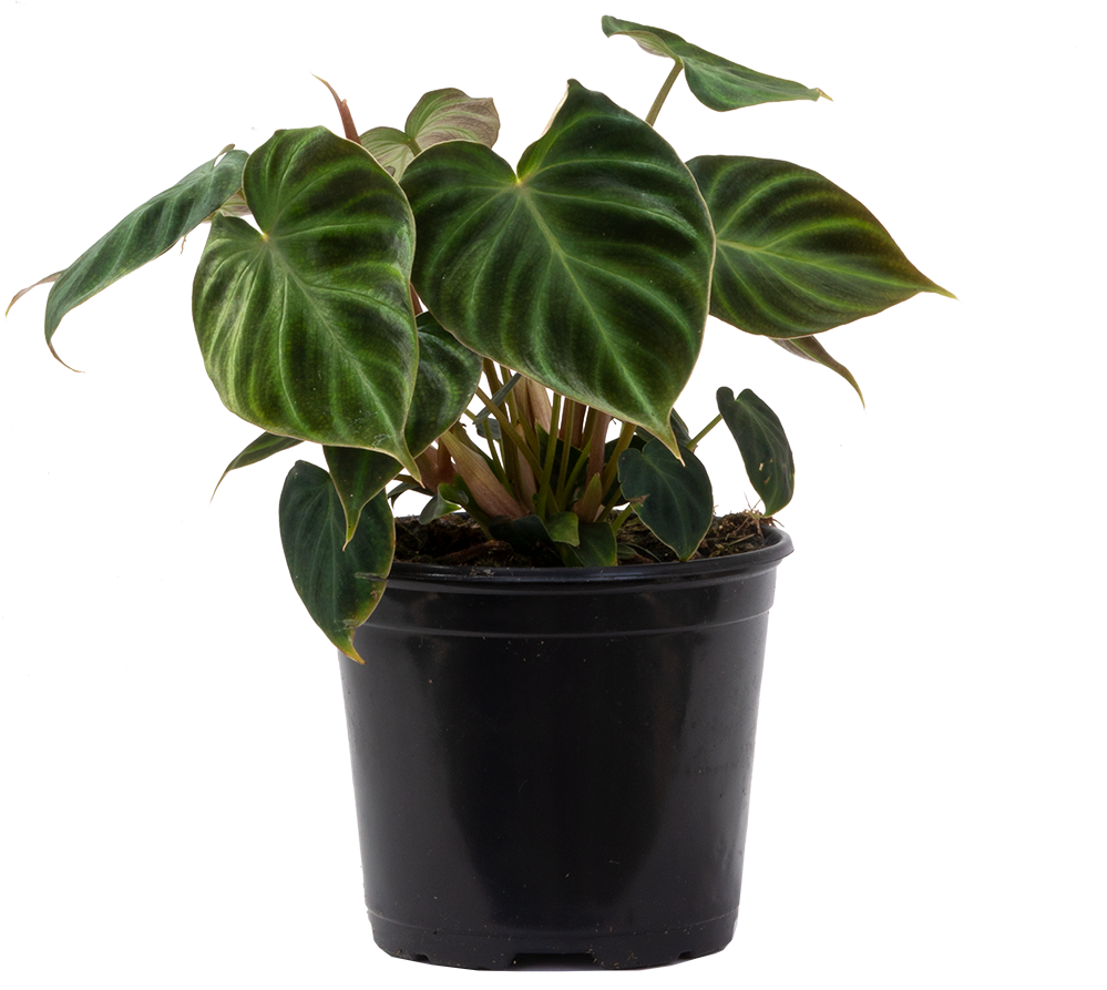 Philodendron Verrucosum (M)