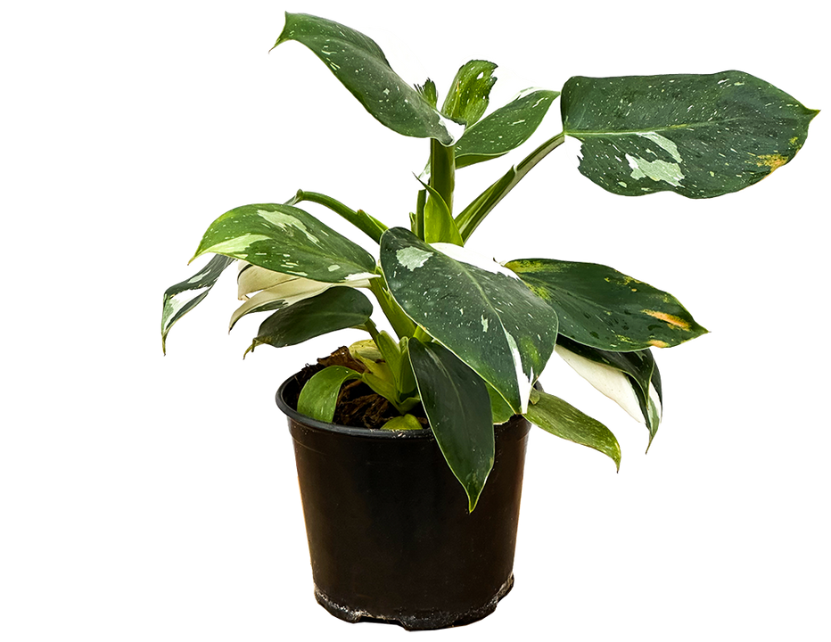 Philodendron White Wizard (M)