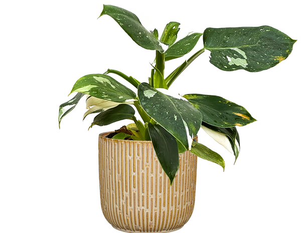 Philodendron White Wizard | 4
