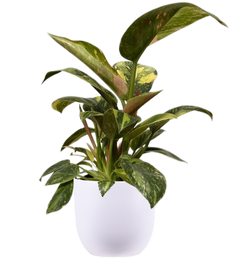 Philodendron Green Congo Nuclear (S)
