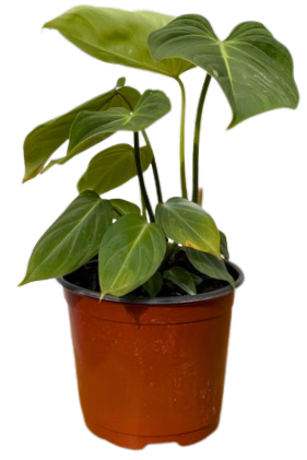 Philodendron Gloriosum (M)