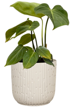 Philodendron Gloriosum (M)