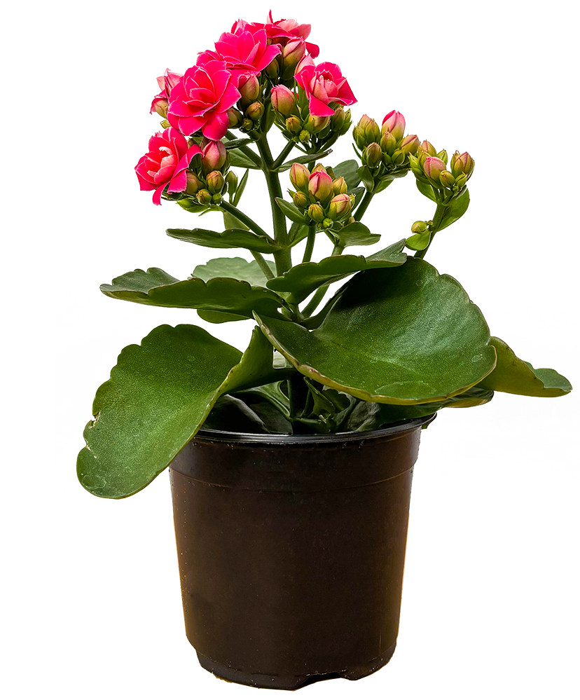 Kalanchoe Assorted (S)