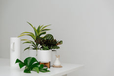 Assorted Tropical Plant (XS)