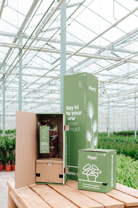 Shipping Plants In Canada Plantsome 2 2040 1024x1024 1 934x675 Crop Center