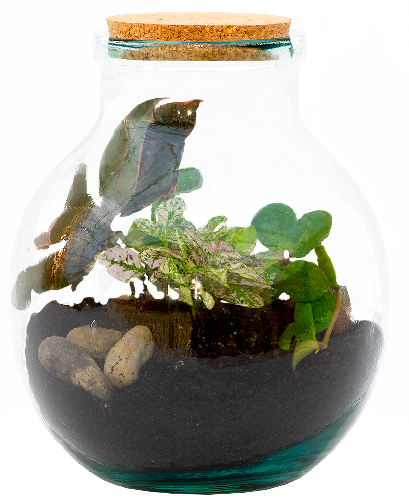 Benny the Terrarium | S