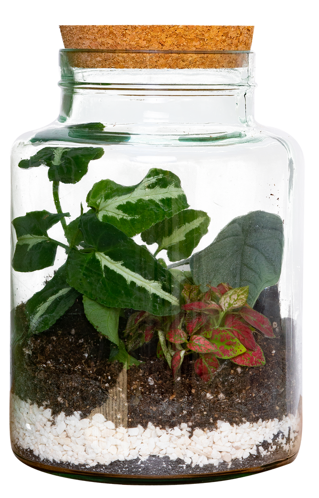 Chico the Terrarium | S | 4