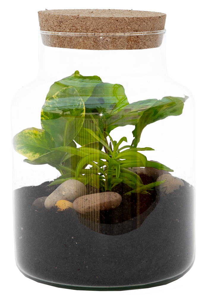 Taco the Terrarium | S