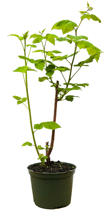 Rubus Idaeus | Nova Raspberry (M)