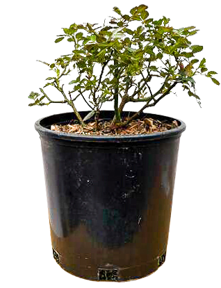 Rosa Bonica | The World's Favourite Rose (L)