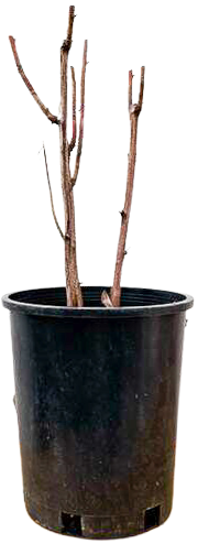 Rubus Idaeus | Boyne Raspberry (M)