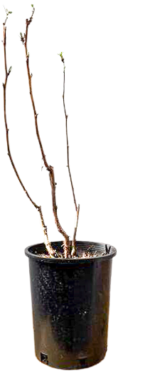 Rubus Idaeus | Fall Gold Raspberry (M)