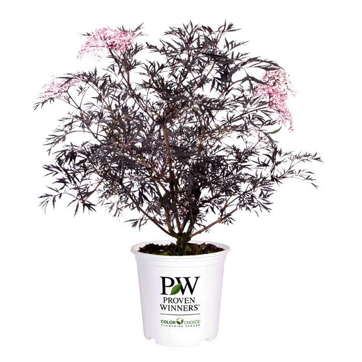 Black Lace® | Sambucus Nigra Elderberry (L) | Proven Winners®