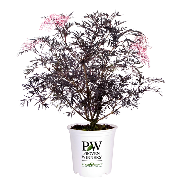 Black Lace® | Sambucus Nigra Elderberry | Proven Winners | 4" Pot