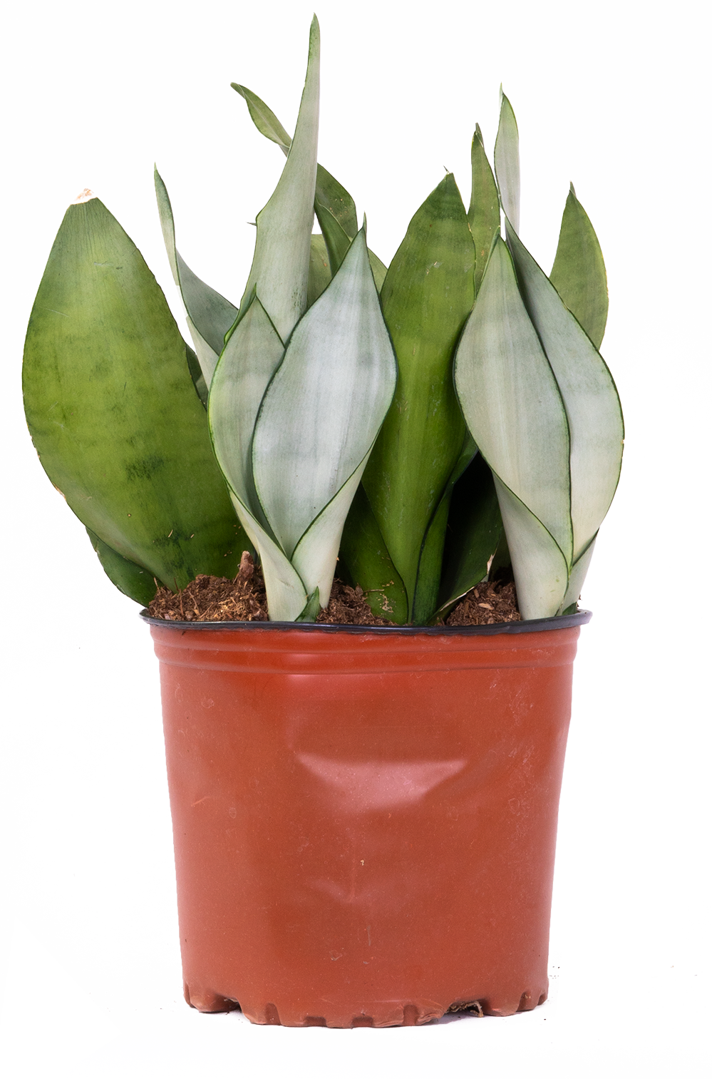 Sansevieria Moonshine | Snake Plant (L)