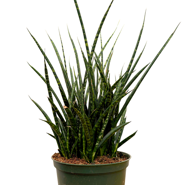 sansevieria fernwood height Sansevieria Fernwood | Hybrid Snake Plant | 6