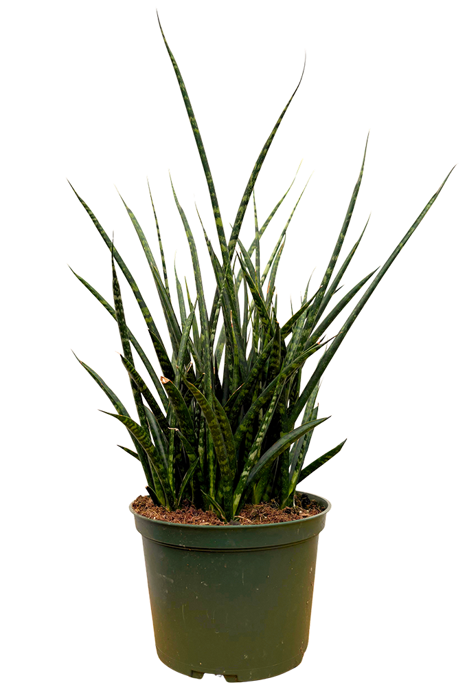 Sansevieria Fernwood | Hybrid Snake Plant (M)