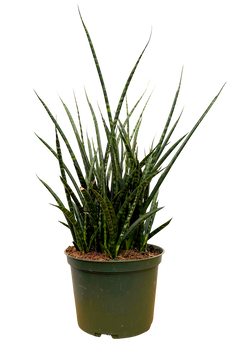 Sansevieria Fernwood | Hybrid Snake Plant (M)