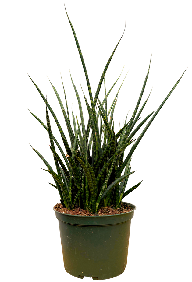 sansevieria fernwood care Sansevieria Fernwood | Hybrid Snake Plant | 6" Pot