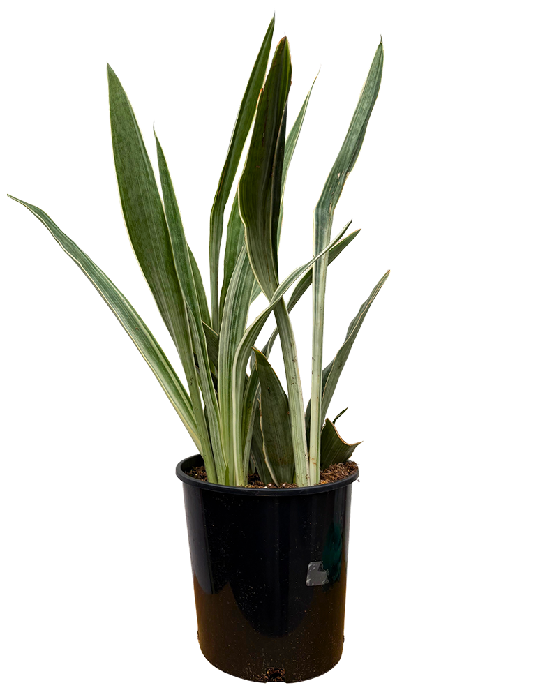 Sansevieria Sayuri | Dracaena Metallica Siam Silver (L)