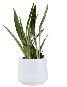 dracaena sayuri Dracaena Hawaiian Sunshine Bush | 8" Pot | Easy Care Houseplant