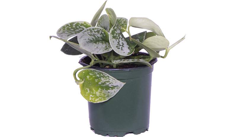 Scindapsus Pictus | Satin Pothos (S)