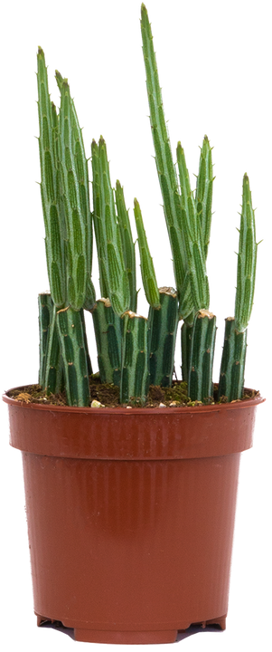 Senecio Stapeliiformis | Pickle Cactus (S)