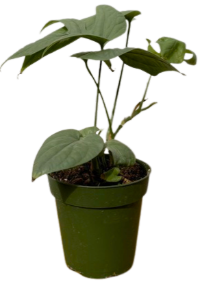 Silver Spiderman Monstera | Amydrium medium ‘Silver’ (S)